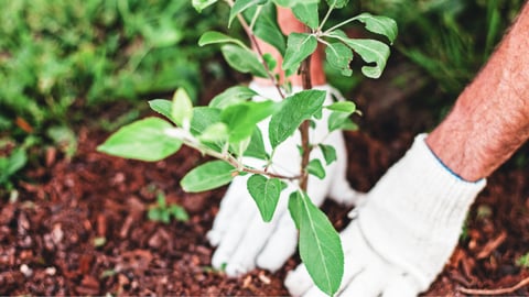 a person holding a plant in a garden