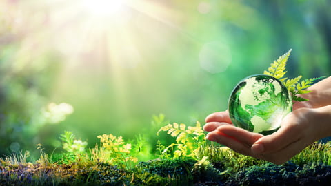 a hand holding a green plant