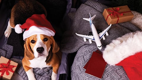 dog, gifts in a suitcase under a christmas tree as person prepares to leave on vacation 