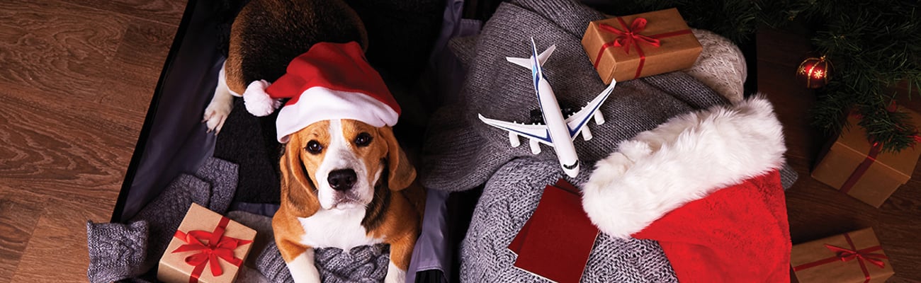 dog, gifts in a suitcase under a christmas tree as person prepares to leave on vacation 