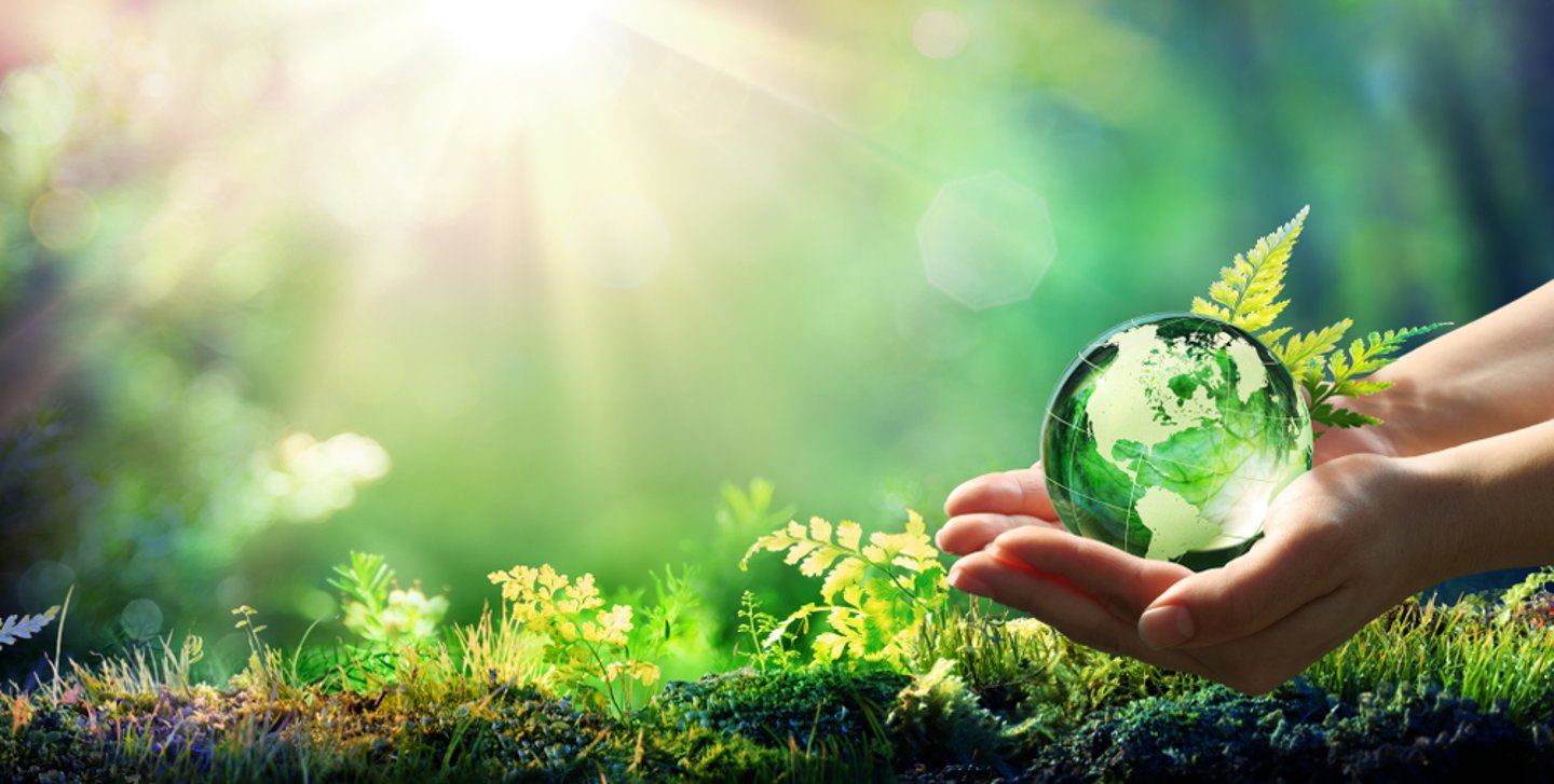 a hand holding a green plant