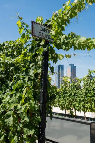 Rooftop Reds grapevine