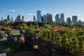 Rooftop Reds